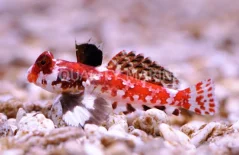 Synchiropus stellatus
