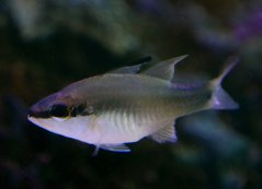 fibramia thermalis2