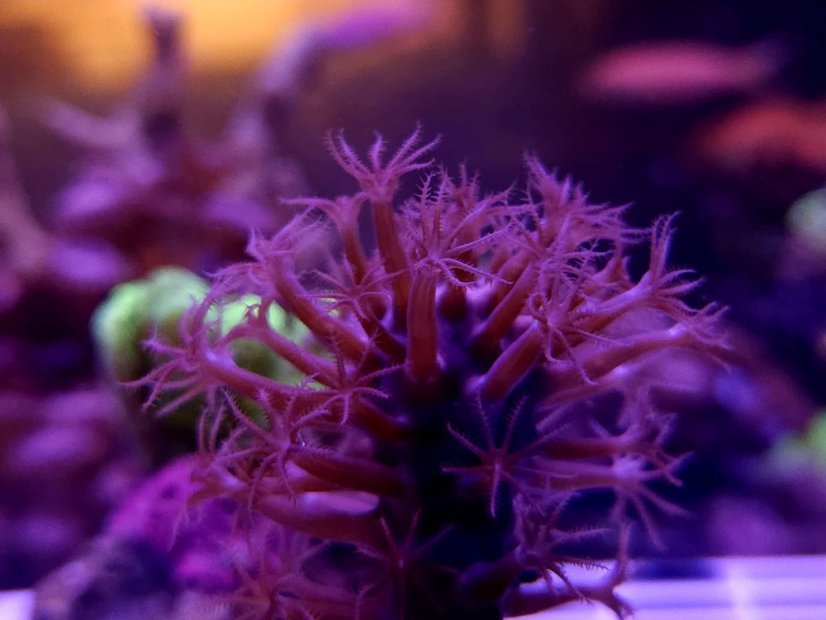 Plexaurella nutans