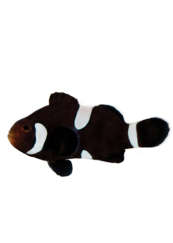 amphiprion ocellaris black misbar