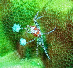 lybia tessellata1