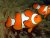 Amphiprion percula