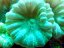 Caulastrea curvata MINT - Veľkosť koralu: 3 polypy