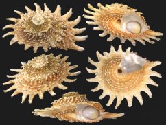 lithopoma phoebium1