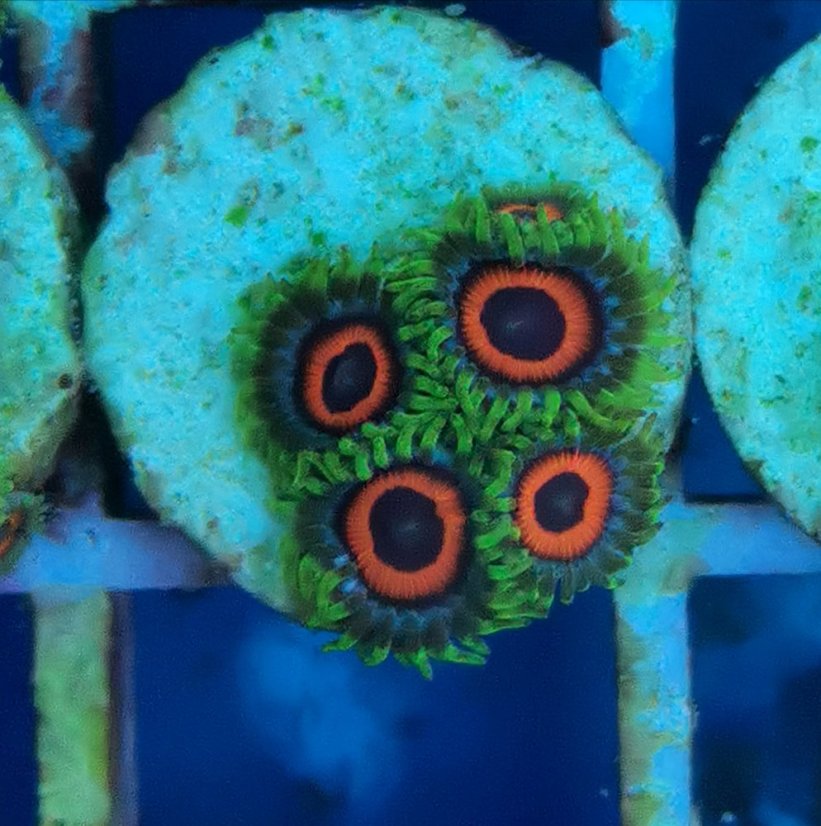 Zoanthus WATERMELON