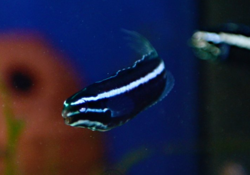 Meiacanthus kamoharai