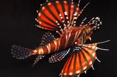 Dendrochirus zebra 6 cm