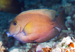 Ctenochaetus cyanocheilus