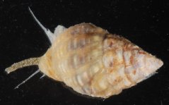 Nassarius vibex