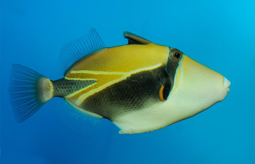 Rhinecanthus rectangulus