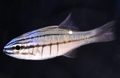 apogon oxina1
