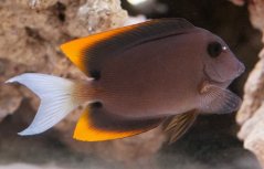 Ctenochaetus tominiensis