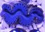 Tridacna maxima ULTRA BLUE č.3