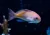 Pseudanthias kashiwae