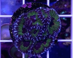Favia sp. RAZOR EDGE