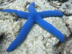 linckia laevigata