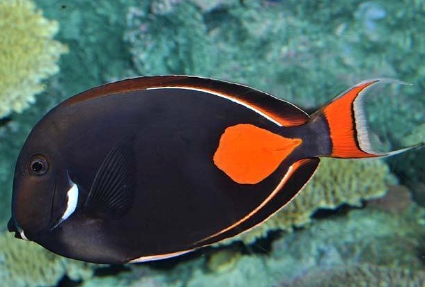 Acanthurus achilles4