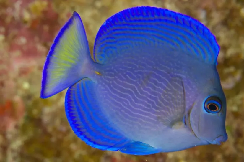 Acanthurus coeruleus