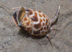 Babylonia spirata