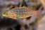 Macropharyngodon ornatus1