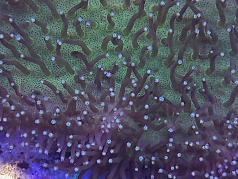 Sarcophyton sp. GREEN SKIN LT