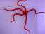 ophioderma squamosissima2
