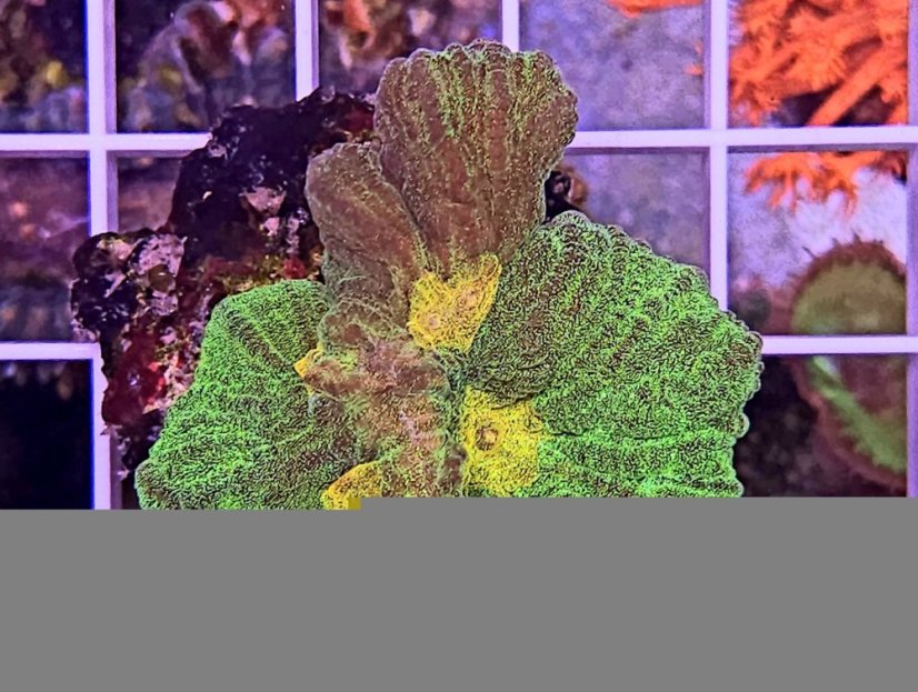 Pectinia alcicornis SPACE INVADER