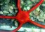 ophioderma squamosissima3