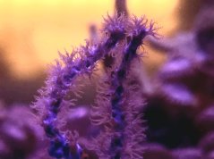 Pseudopterogorgia elisabethae