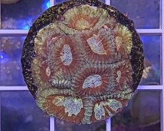 Favia sp. PREMIM