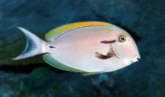 Acanthurus nigricauda