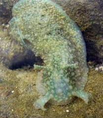 Dolabrifera dolabrifera