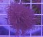 Plexaurella dichotoma