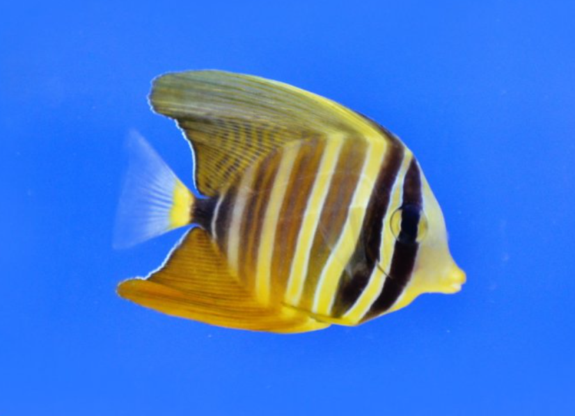 Zebrasoma veliferum