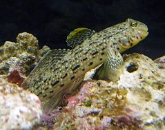 ornatus2