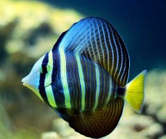 Zebrasoma veliferum XXL