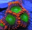 Zoanthus OOMPA LOOMPA ELECTRIC