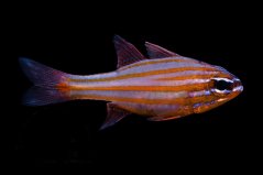 Ostorhinchus cyanosoma