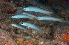 p.microlepis2