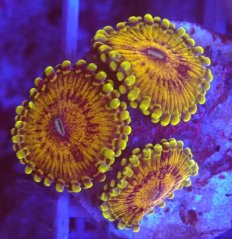 Zoanthus NR GOLD MAUL