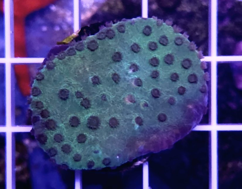 Turbinaria stellulata GREEN/PURPLE