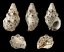 Cerithium caeruleum 01