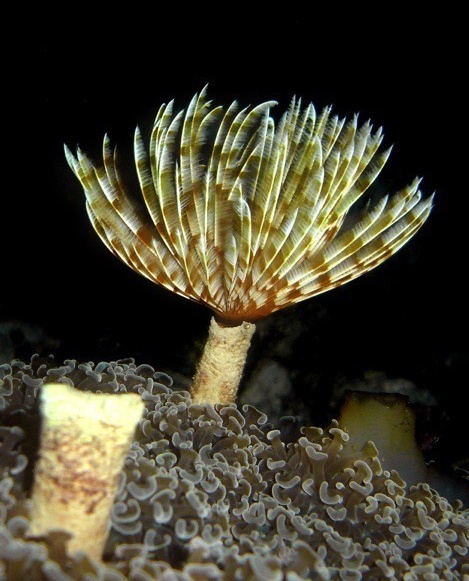 sabellastarte indica 2