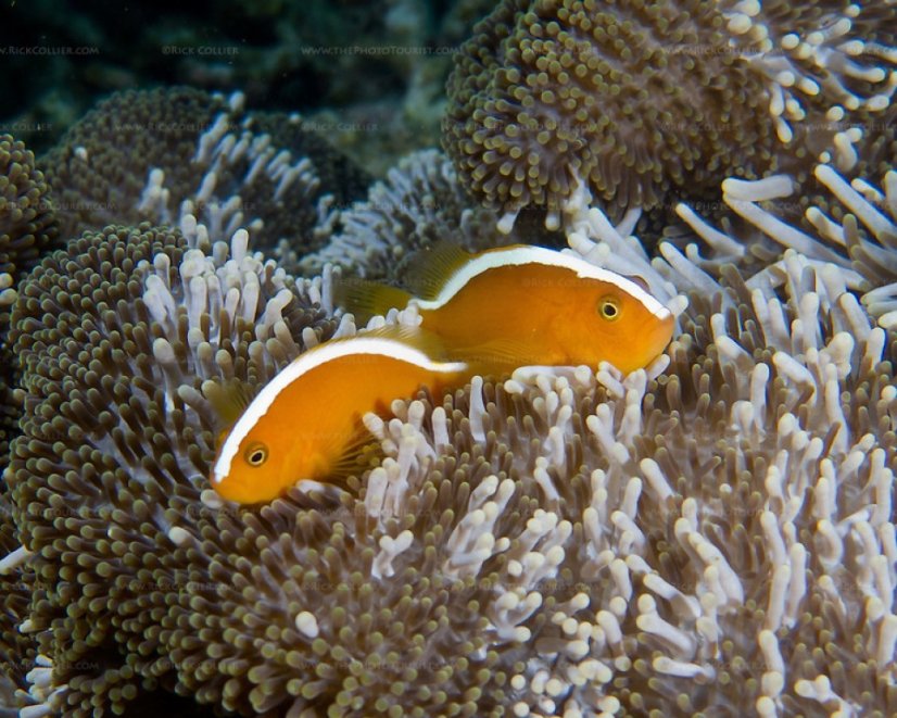 amphiprion sandaracinos6