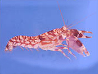 alpheus bellus