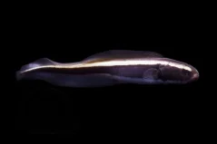 Pholidichthys leucotaenia