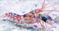 Alpheus bellulus