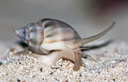 Nassarius distortus