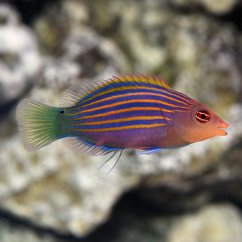 pseudocheilinus