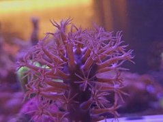 Plexaurella nutans